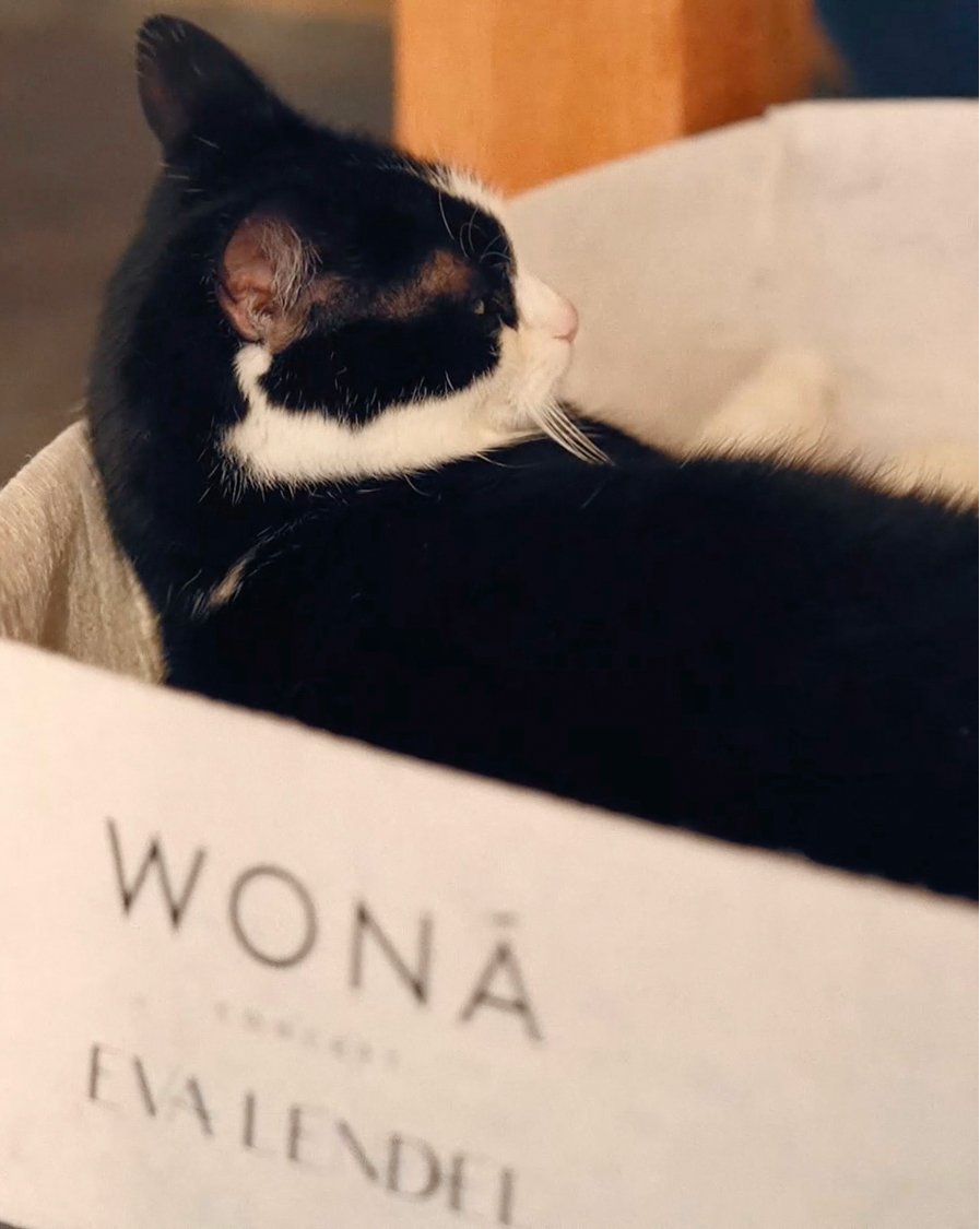 Rescued Animals 1